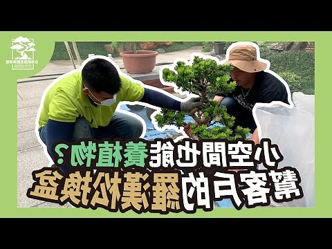 羅漢松 盆栽